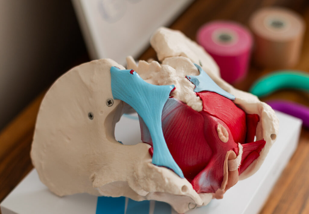 mięśnie dna miednicy fizjoterapia uroginekologiczna warszawa